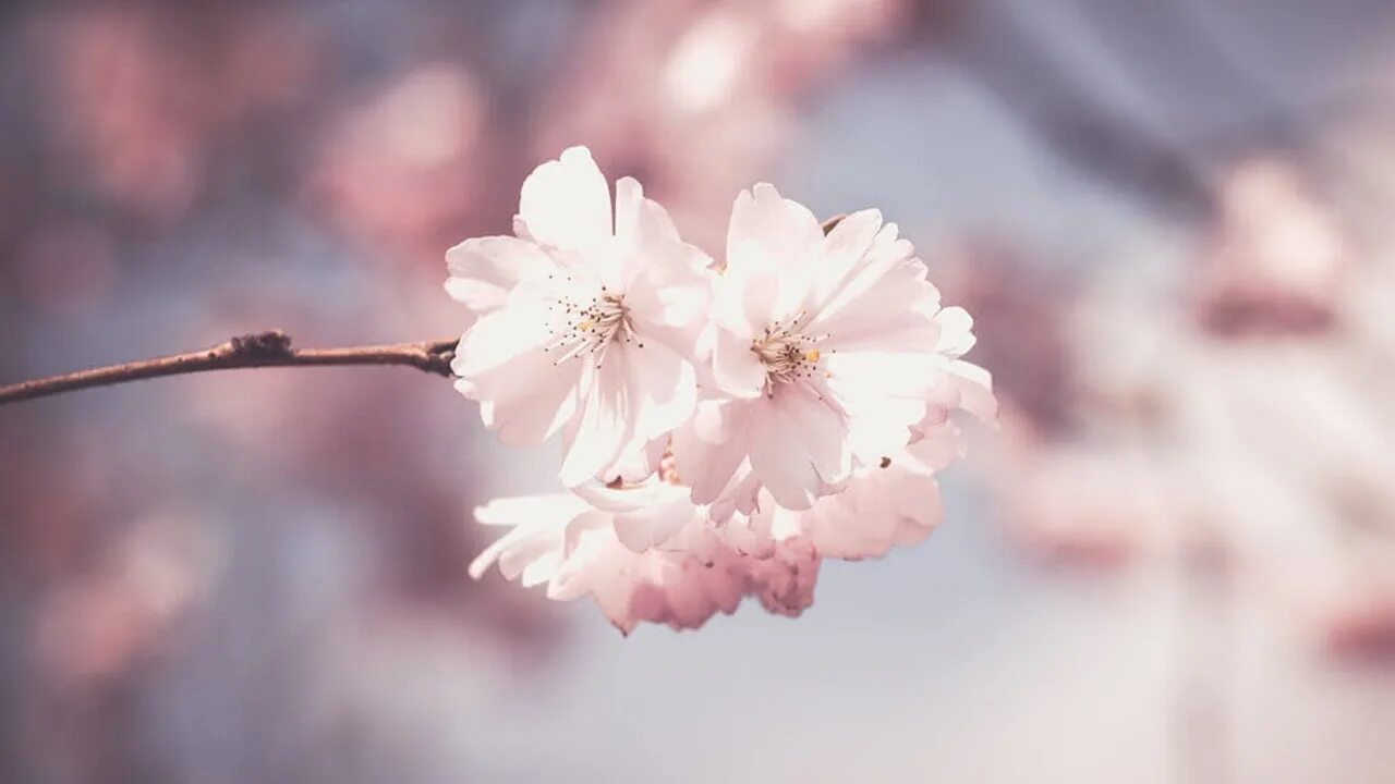 False spring 2