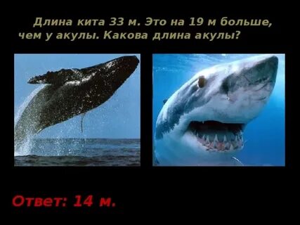 Акулы ответы
