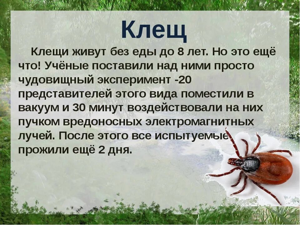 Клещ куда. Клещи Лесные.