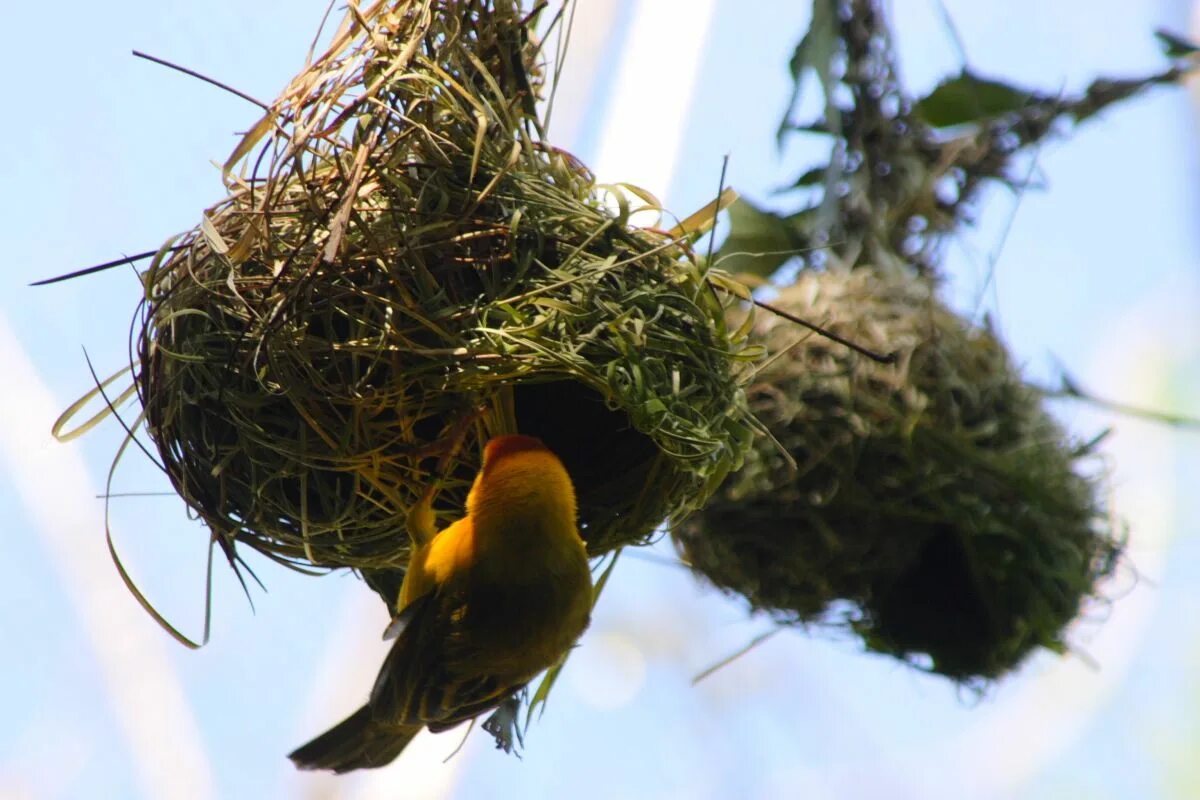 Gold bird s nest. Птичка Ткачик гнездо. Птица Ткачик вьет гнездо. Гнездо вьюркового Ткачика. Гнездо гнездо зарянки.