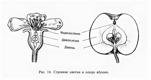 Клетка яблони