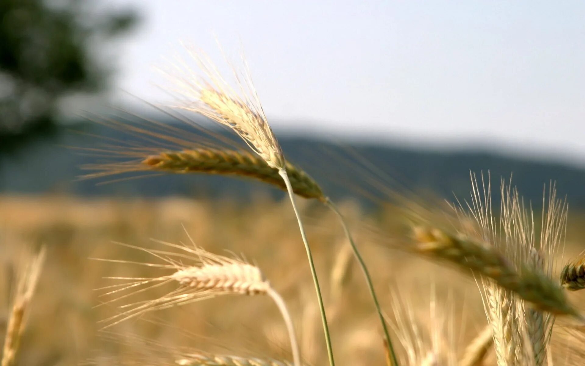 Поле с колосьями. Мимо ржи. Пшеничное поле. Мимо ржи. В поле травы хороши а на речке.
