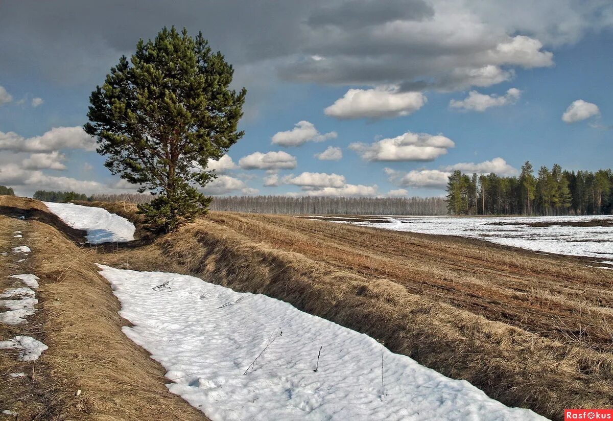 Поле ранней весной. Снег в поле тает. Таяние снега в поле.