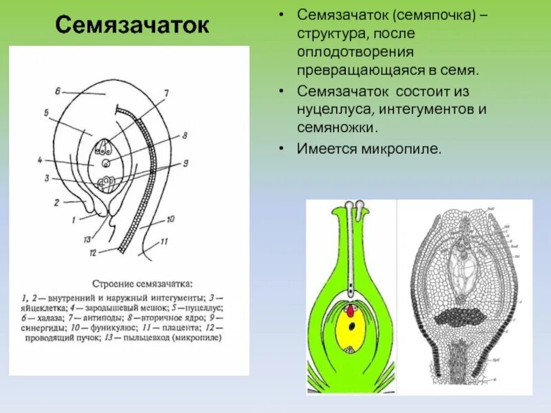 Строение семязачатка цветковых растений. Завязь пестика зародышевый мешок. Строение семязачатка цветковых. Семязачаток голосеменных растений. Часть женского гаметофита