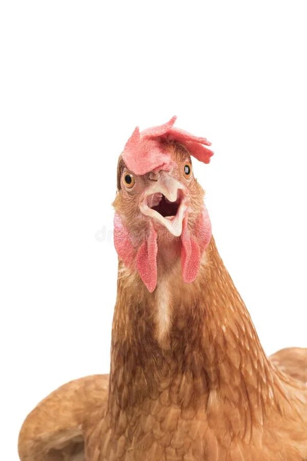 Цыпленок открывает рот. Голова курицы. Курица эмоции. Курица выглядывает.