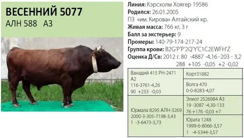 Сколько весит бык