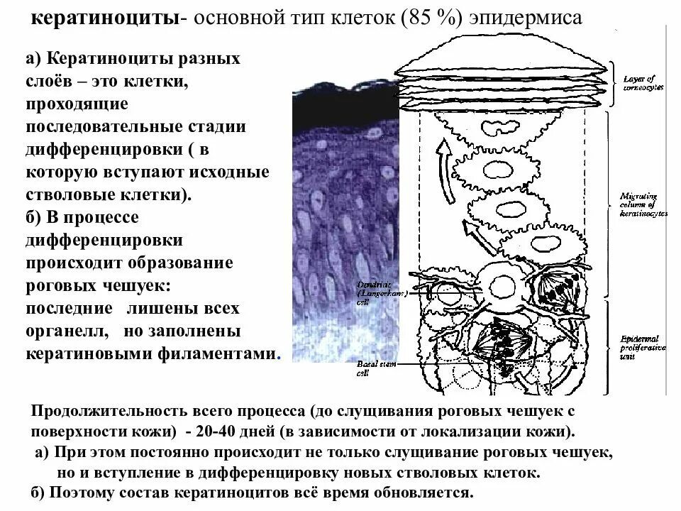 Эпидермис состоит из мертвых клеток. Кератиноциты эпидермиса кожи. кератиноциты эпидермиса строение. жизненный цикл клетки эпидермиса. клетки эпидермиса кератиноциты.