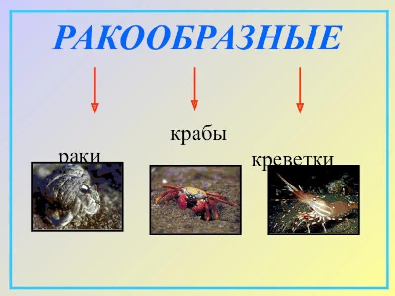 Разнообразие животных презентация 3 класс окружающий мир. Ракообразные окружающий мир. ракообразные 3 класс. разнообразие животных ракообразные. проект про ракообразных.