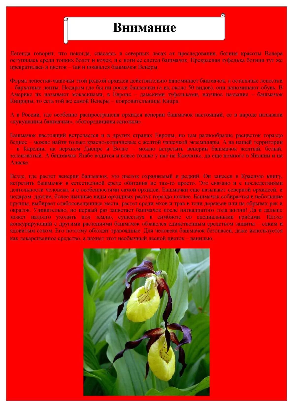Башмачок занесен в красную книгу. Башмачок занесен в красную книгу