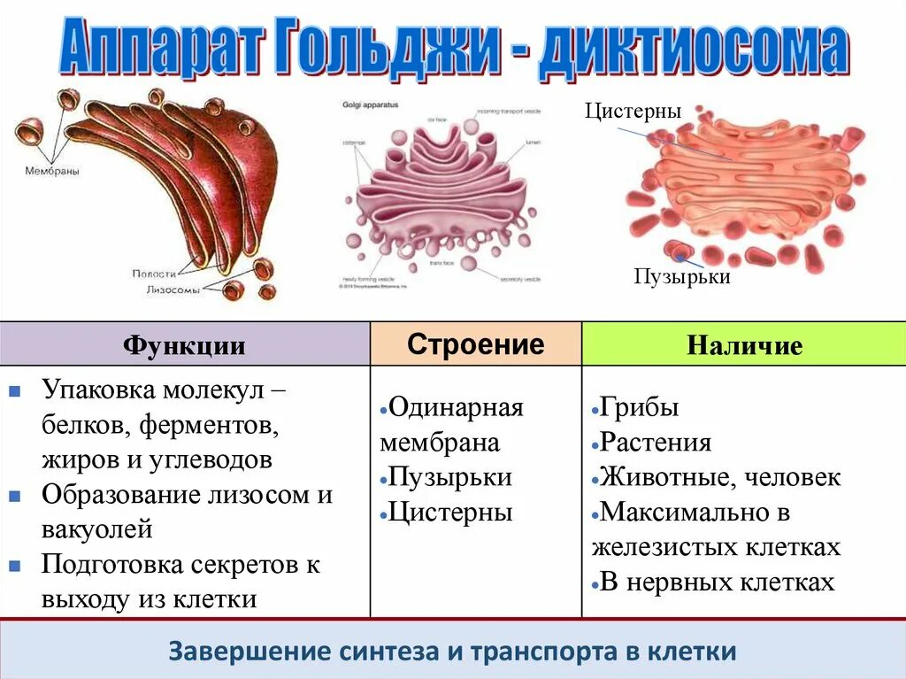 Гольджи ферменты. Аппарат Гольджи диктиосома. Аппарат Гольджи строение диктиосомы. Комплекс Гольджи функции Синтез АТФ. Функции ЭПС И аппарата Гольджи.