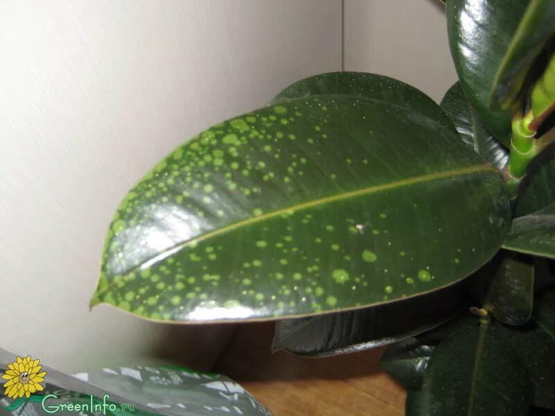 Белые пятна на фикусе бенджамина. Фикус бенджамина точки на листьях. Солнечные ожоги фикуса. Щитовка на комнатных растениях листья в крапинку. Антракноз фикуса каучуконосного.