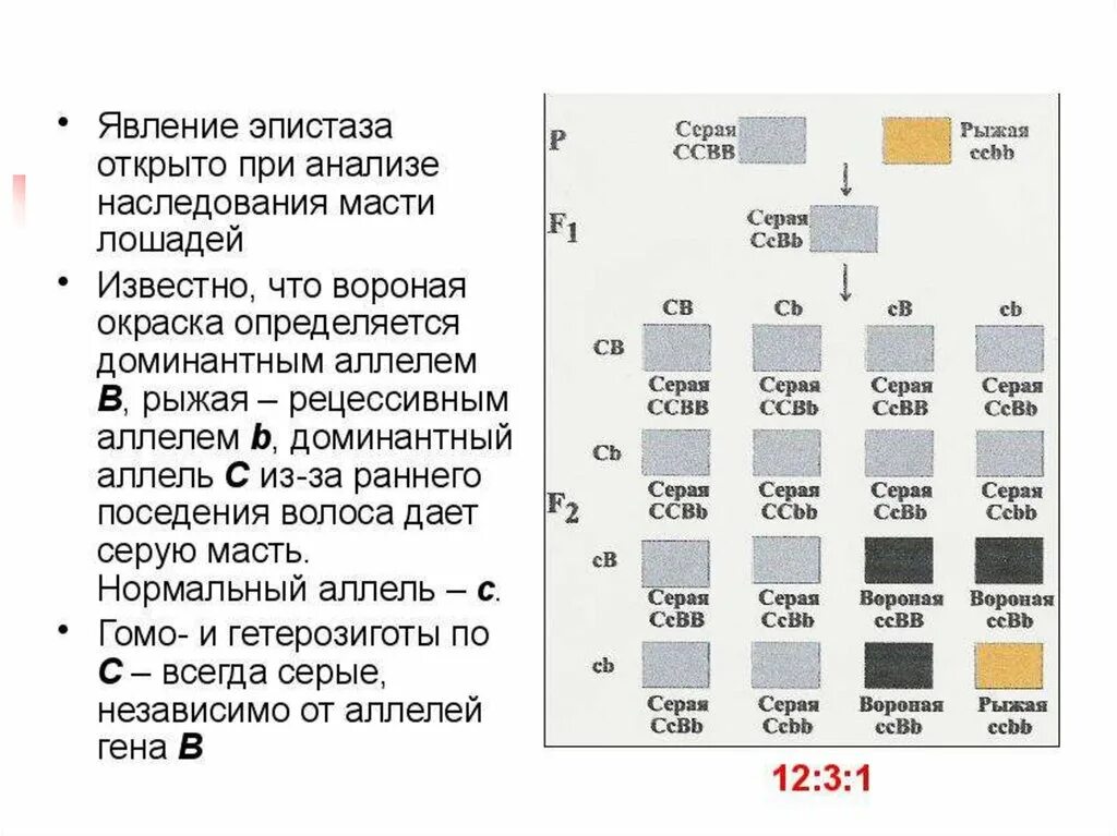 Генотипы лошадей. Эпистаз при наследовании масти у лошадей. Наследование масти лошадей доминантный эпистаз. Эпистаз. Наследование окраски (масти) у лошадей.