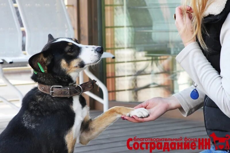 сострадание приют для животных в нижнем новгороде. сострадание нн логотип. приют собачий сострадание нижний новгород. приют сострадание в нижнем новгороде. приют сострадание в нижнем новгороде.