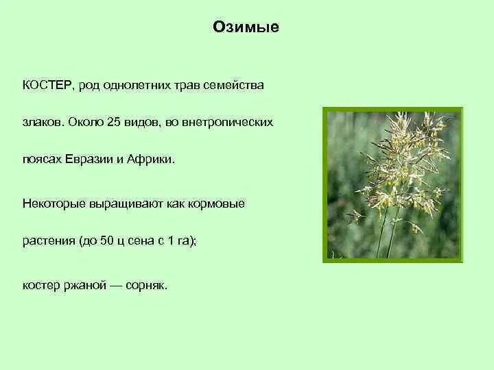 Яровой злак 4 буквы сканворд. Однолетние и многолетние злаковые сорняки. Однолетние злаковые сорняки. Однолетние сорные растения. Озимые сорные растения.