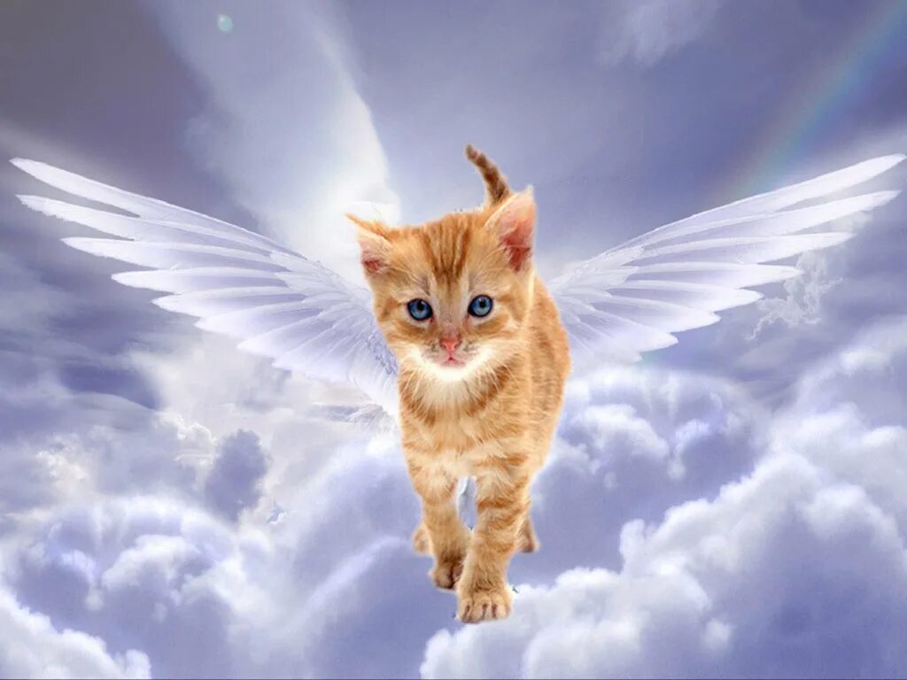 Душевный кот. Коты воители кот призрак арт. Тоскливо на душе. Кошачья душа. Патронус сибирский кот.