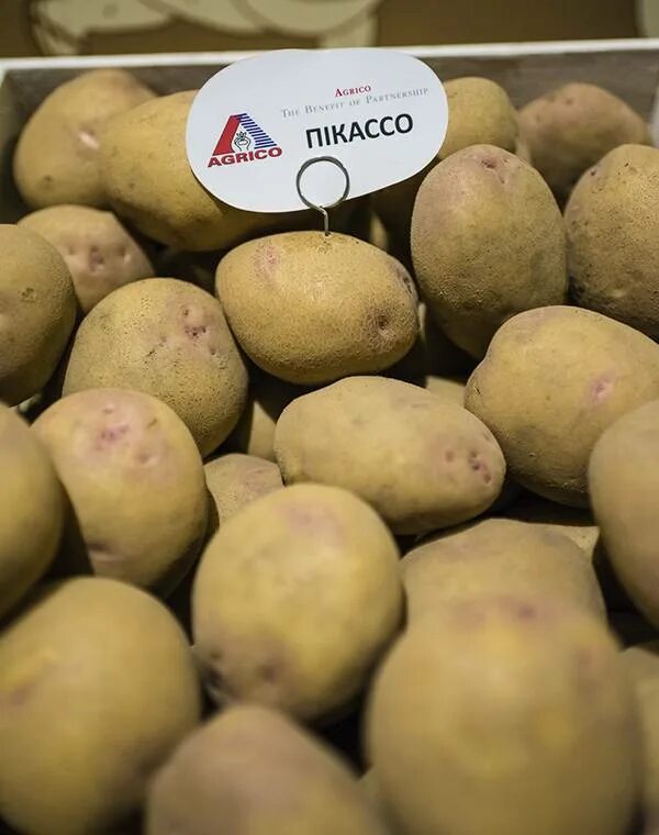 Пикассо описание сорта. Семенной картофель пикассо. сорт картофеля пикассо. картофель пикассо семена. пикассо картофель пикассо.