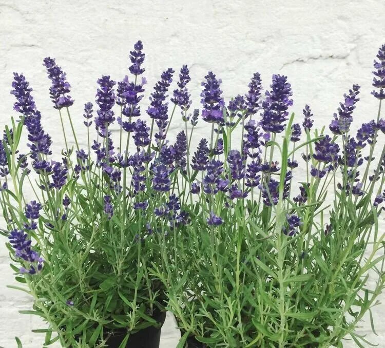 Как выглядит лаванда цветок фото и описание lavender family / Лаванда куст Лаванда. Саженцы. Фото реального поля от наших фе