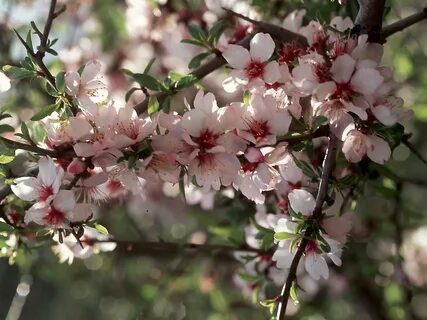 Prunus amygdalus oil