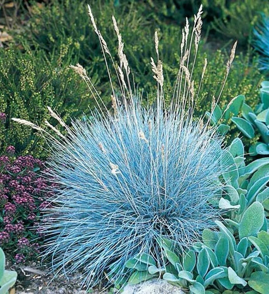 Цветок овсяница. Овсяница фестука. овсяница сизая (festuca glauca).