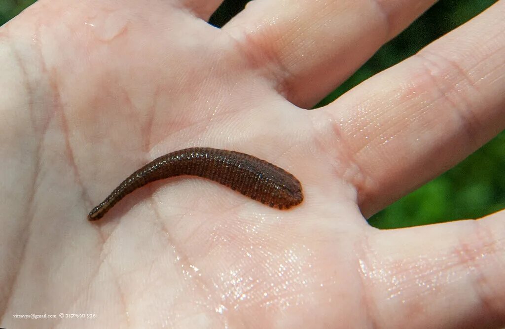Медицинская пиявка hirudo medicinalis. Медицинская пиявка hirudo medicinalis. Пиявка плоский червь. Пиявки кольчатые черви. Пиявка кольчатый червь.