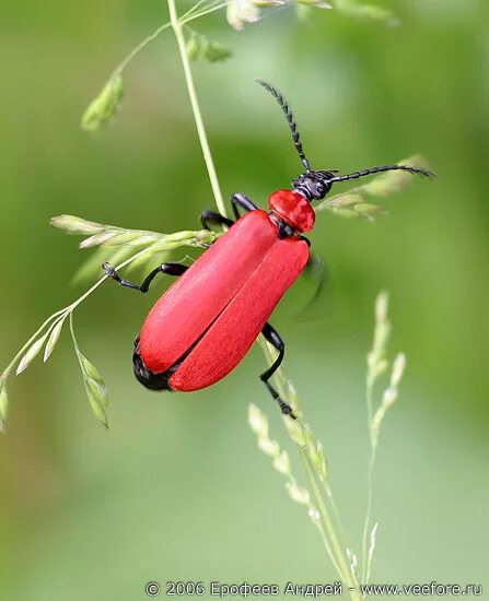 Читать красный жук 2. Красный жук бали. Читать красный жук 2. Жук с красными лапами. Читать красный жук 2.