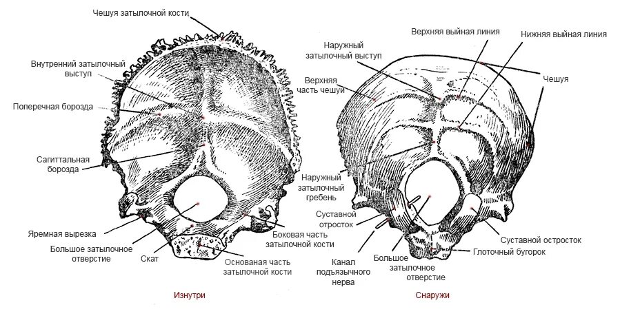 Наружный на латыни. Затылочная кость черепа анатомия. Строение и функции затылочной кости. Строение черепа человека затылочная кость. Строение костей черепа затылочная.