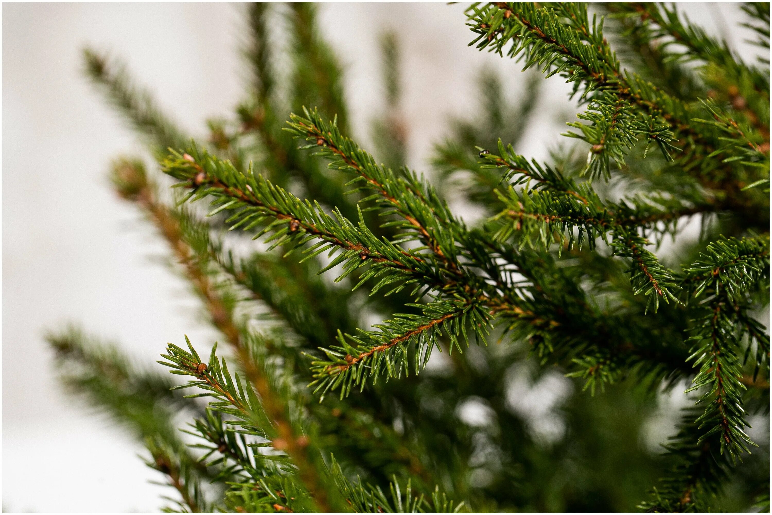 фигурка русские подарки елочка 176876. русский елочка. украсить сосну на новый год. ель живая. пихта фразера.