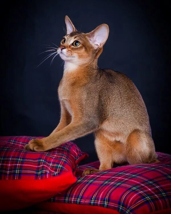 Абиссинская кошка. Абиссинская кошка. Заводчик породистых кошек. Котята абиссинской породы. Абиссинская кошка москве.