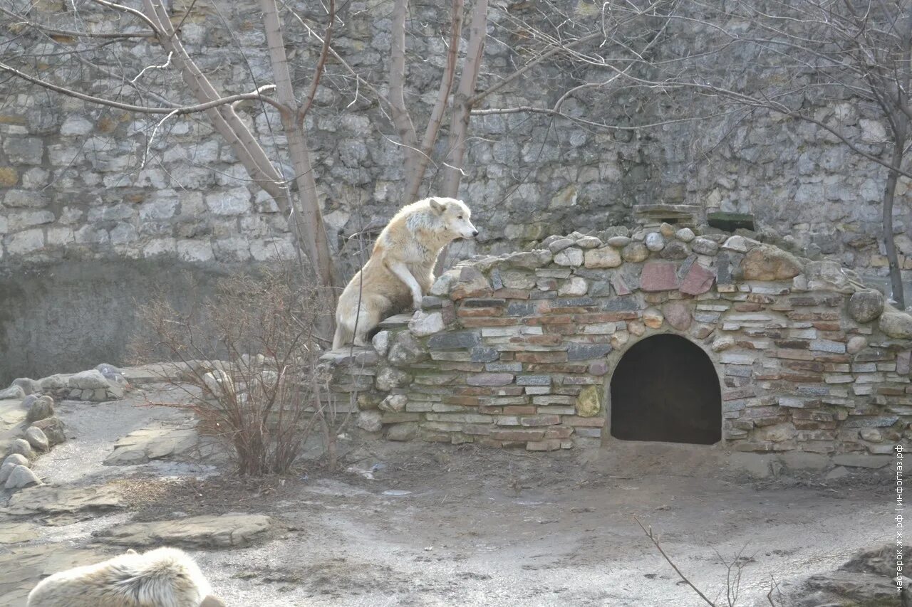 Московский центральный зоопарк животные. Зоопарк в марте москва. Очковые пингвины в московском зоопарке. Зоопарк москва зимой. В московском зоопарке проснулись сурки.