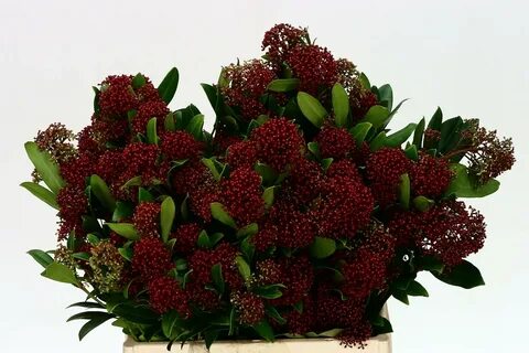 Скимия