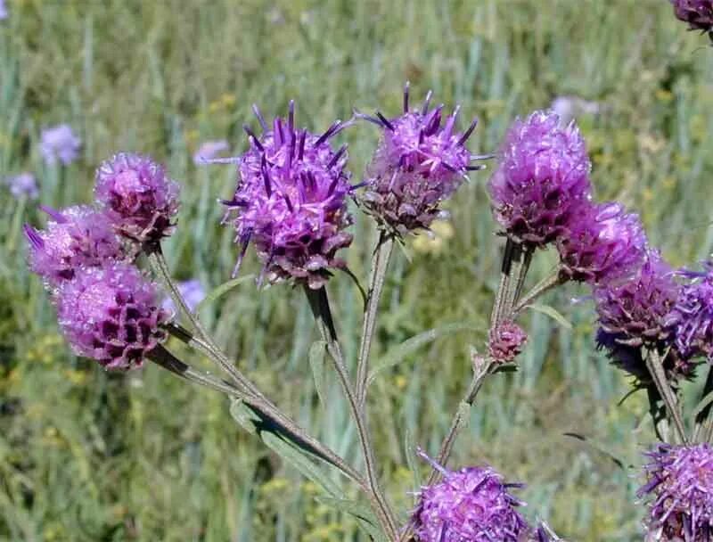 горькуша иволистная. горькуша иволистная. соссюрея иволистная. соссюрея солончаковая. горькуша солончаковая.