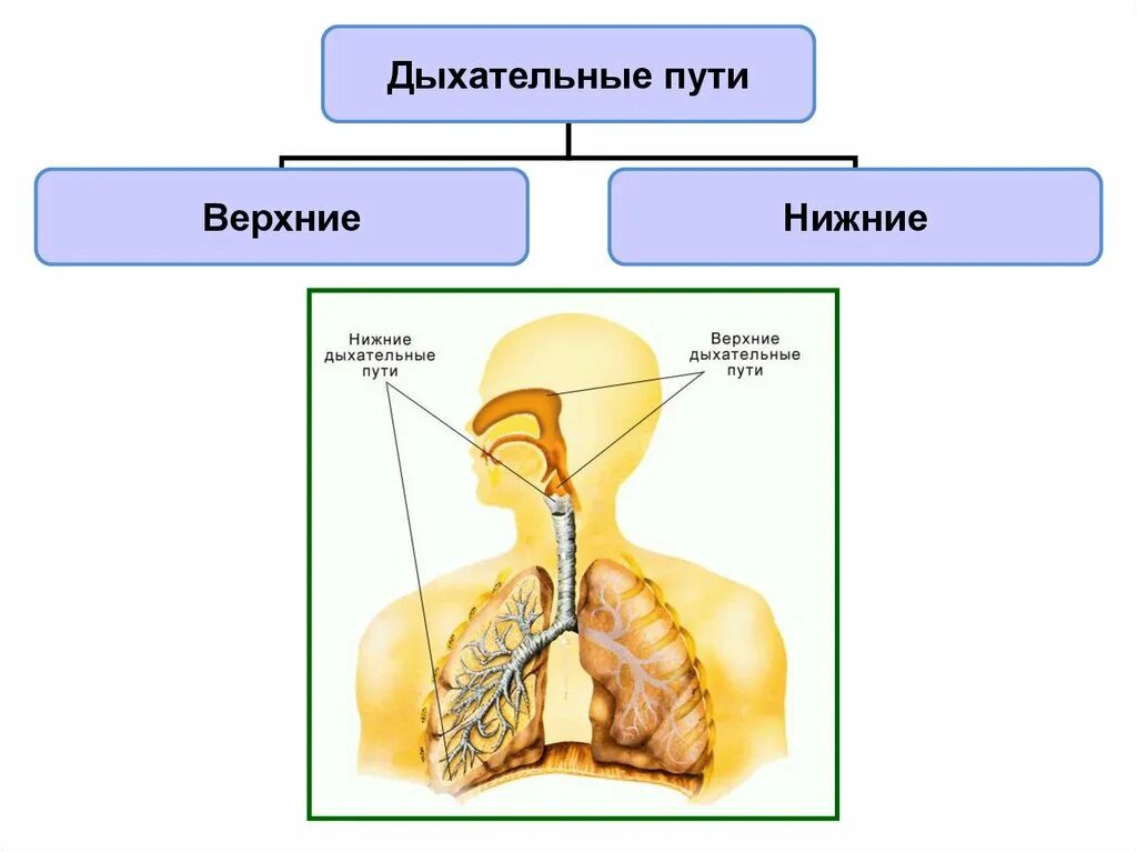 Органы обеспечивающие дыхание человека. Отделы дыхательной системы человека. Строение дыхательных путей. Анатомия дыхательной и пищеварительной системы человека. Значение дыхательной системы.