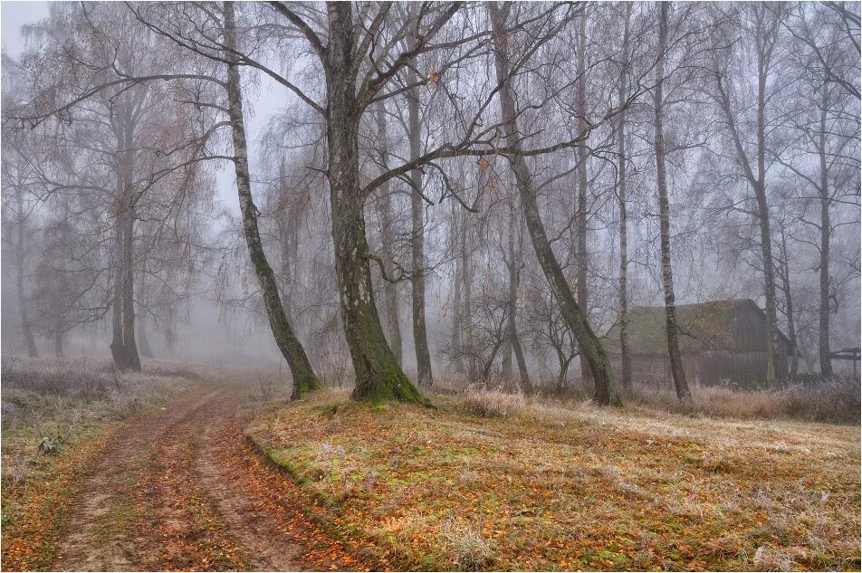 Картинки поздней. Поздняя осень. Поздняя осень пейзаж. Лес в ноябре. Поздняя осень ноябрь.