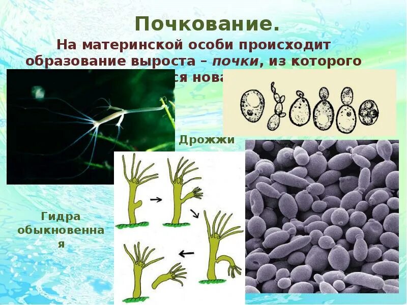 Размножается в клетках других организмов