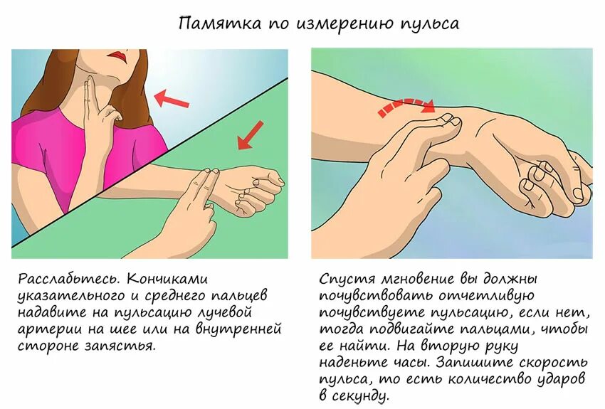 Как проверить пульс у человека. Измерение пульса как правильно. Правильные способы измерения пульса. Как измерить пульс.