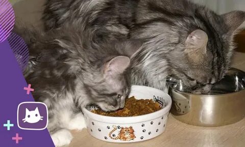 Какую кашу давать котятам