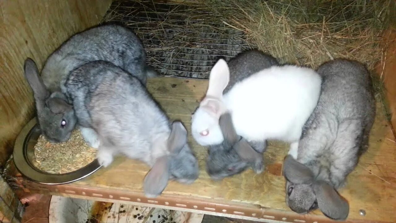 Размножение кроликов. Кролики в гараже. Разведение кроликов в гараже. Разведение кроликов в домашних условиях. Включи видео кролики