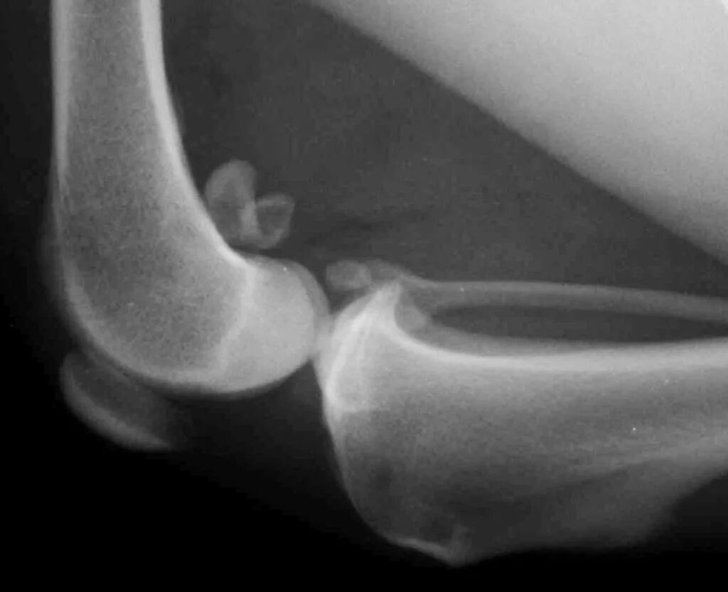 Остеоартроз локтевого сустава рентген. Артроз локтевого сустава рентген. Артроз сустава у собаки. Артроз коленного сустава у собаки. Артрит локтевого сустава у собаки рентген.