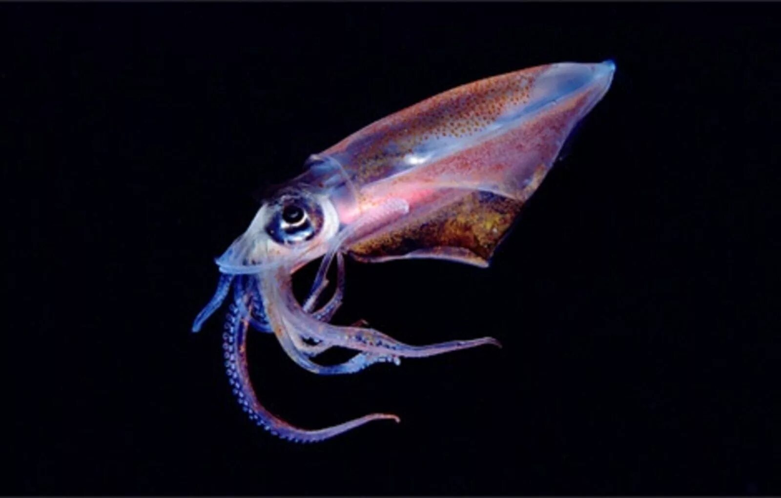 Глубоководный кальмар (кальмар-вампир). Глубоководный угорь-большерот. Большерот рыба-Пеликан. Биолюминесцентный осьминог / stauroteuthis syrtensis. Головоногие моллюски чернила
