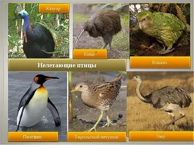 Какая из перечисленных птиц не летает. Какая из перечисленных птиц не летает