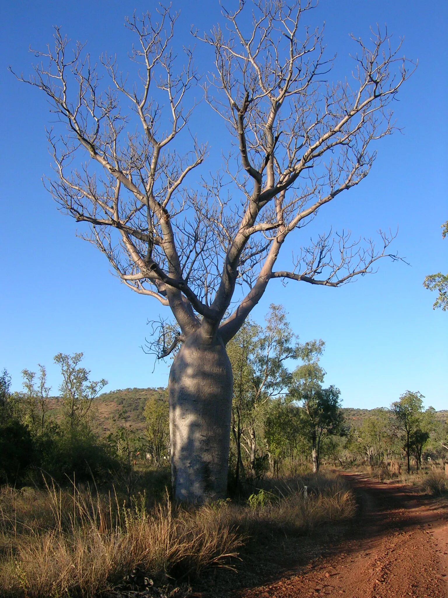 Бутылочное дерево растет. Австралийский баобаб бутылочное дерево. Баобаб Грегори. Адансония Грегори. Бутылочное дерево в Австралии.