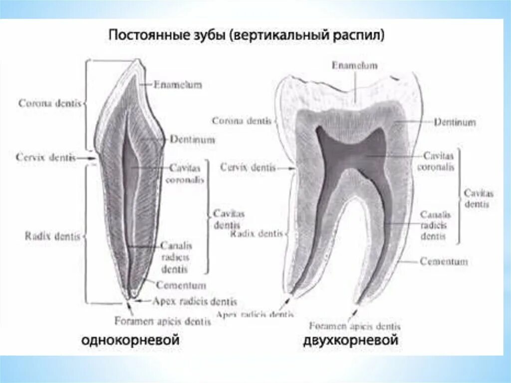 Клыки поверхность зуба