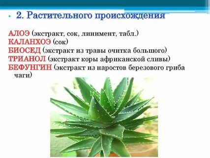 К какой группе относят алоэ