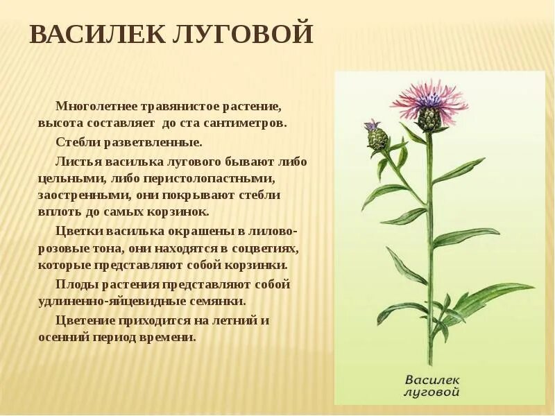 Травянистое растение окружающий мир. Василек Луговой стебель. Василек Луговой строение. Василек Луговой описание. Василек Луговой описание семейства.