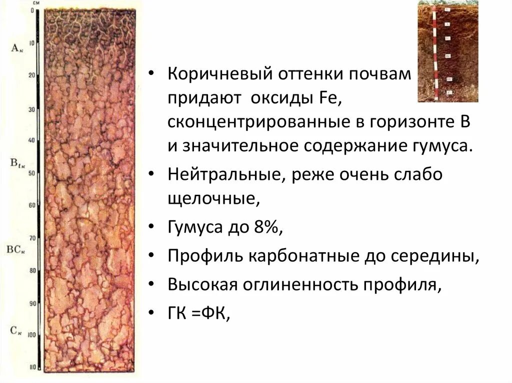 Коричневые типы почв на территории каких. Гумусовый горизонт бурых почв. коричневые почвы сухих субтропических лесов и кустарников. красно-бурые почвы почвенный профиль. красно-коричневые почвы.