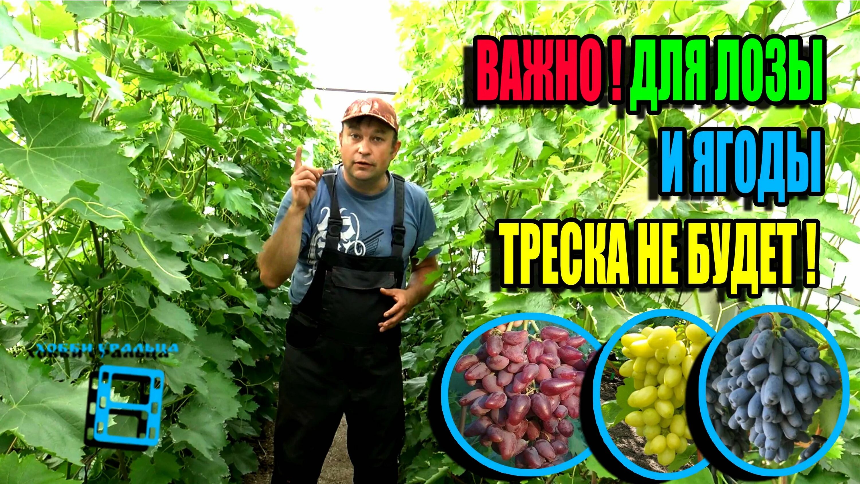 Как ускорить вызревание лозы