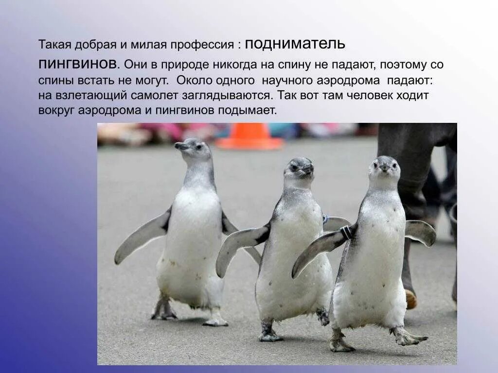 Подниматель пингвинов вакансии. Подниматель пингвинов профессия. профессия пингвинов поднимать. пингвин падает на спину. падают ли пингвины.