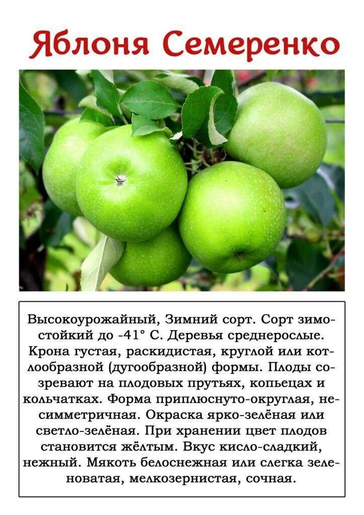 Какой сорт выбрать. Яблоня ренет симиренко. сорт яблок ренет симиренко. описание сорта симиренко яблоня семеренко. яблоня ренет симиренко описание сорта.