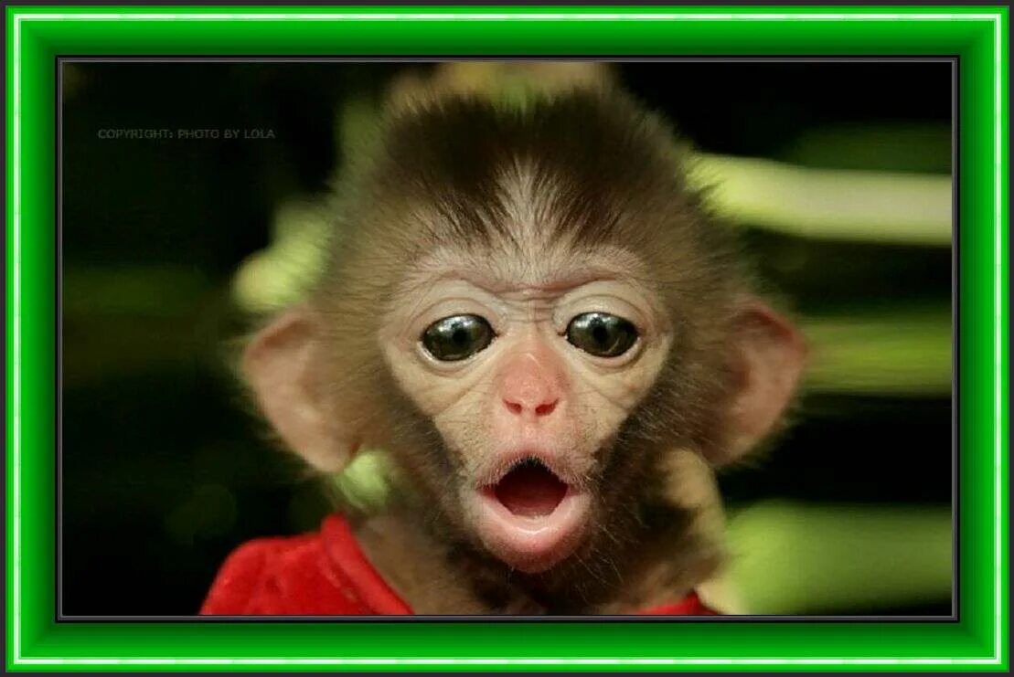 Прикольные картинки с обезьянами с надписями. Обезьяны с надписями прикольными. Прикольные обезьянки с надписями. Приколы с обезьянами с надписями. Прикольные картинки с обезьянами с надписями.