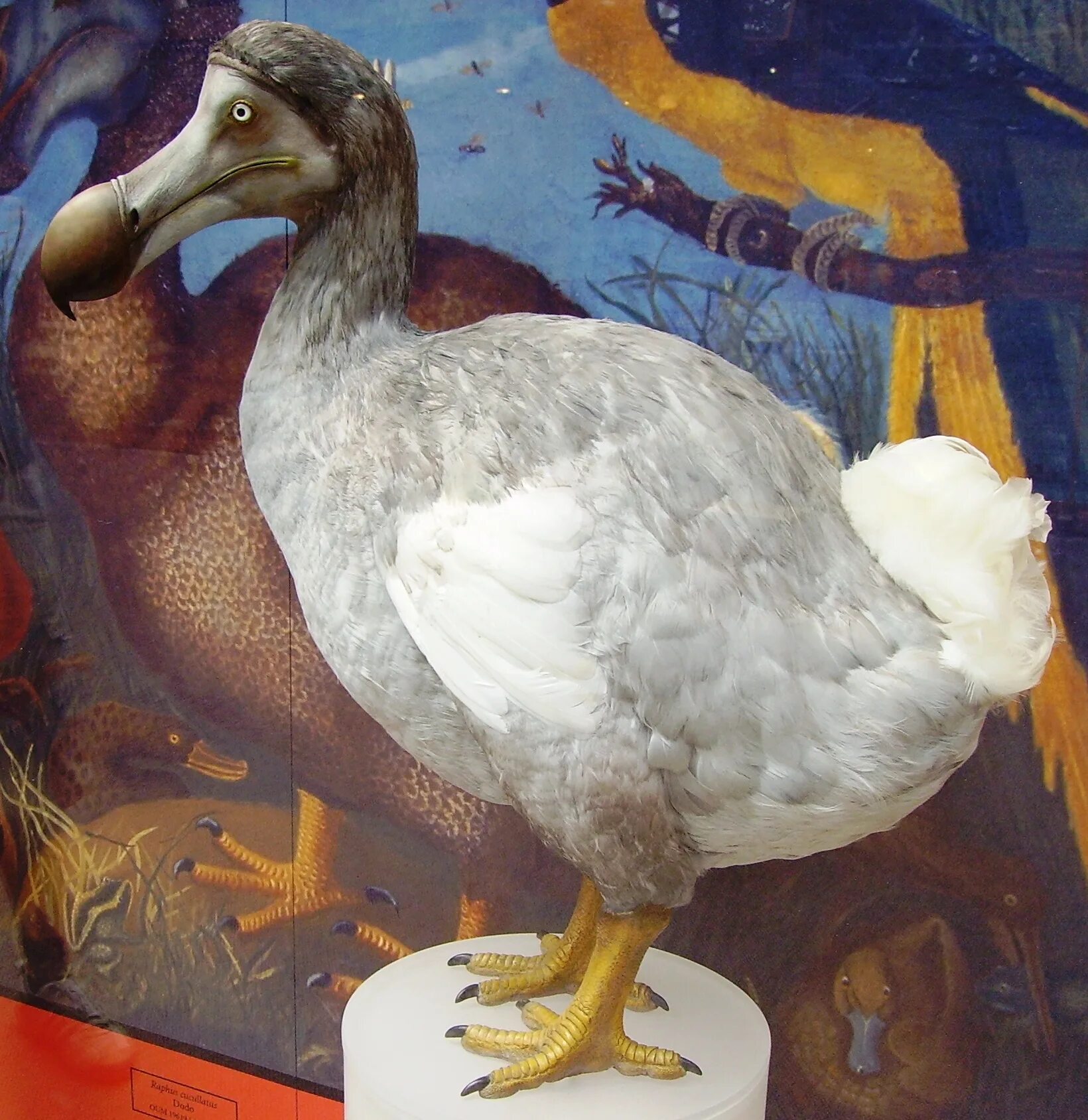 Маврикийский дронт. Дронт додо. Маврикийский дронт. Додос. Маврикийский дронт.